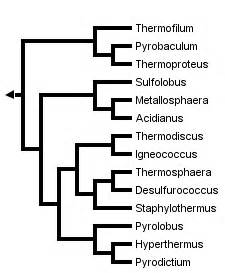 Crenarchaeota