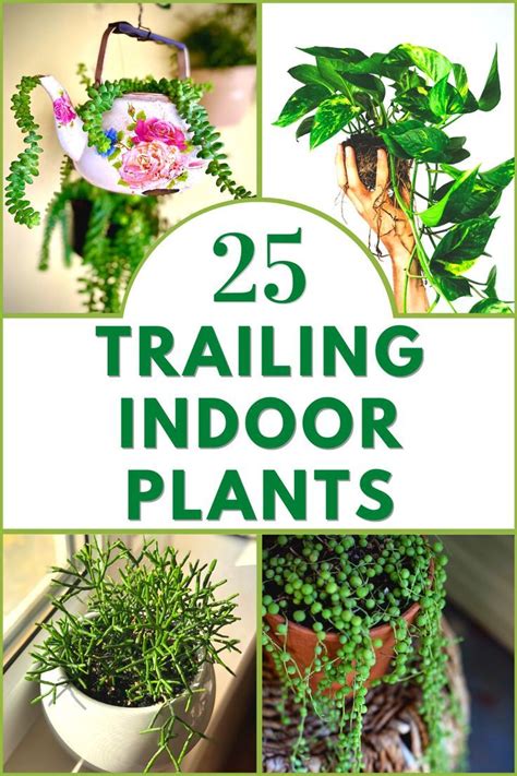 Trailing Indoor Plants for Shelves | Plants, Indoor plants, Gardening gear