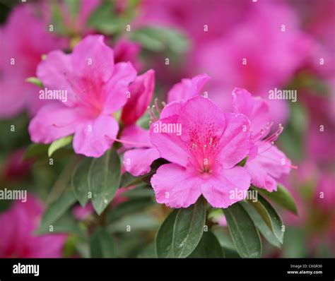 south carolina flowers  res stock photography  images alamy