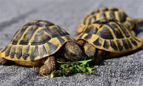 Qual a diferença entre tartaruga cágado e jabuti Zona Curiosa