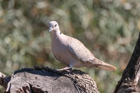 Paloma De Collar Euroasi Tico Streptopelia Decaocto M Laga Espa A