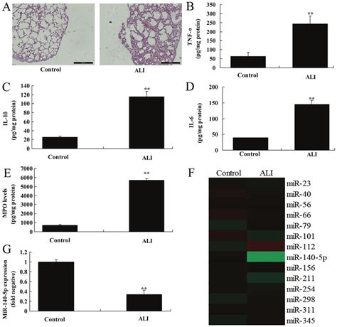 MiR 140 5p Expression In Mice With ALI A Hematoxylin And Eosin