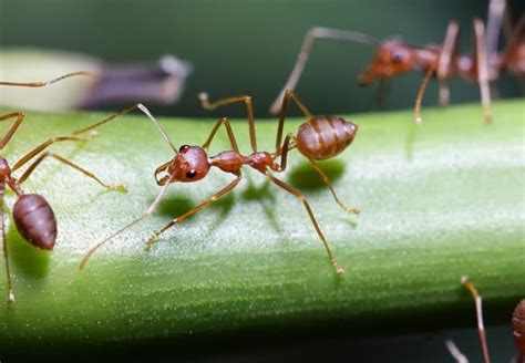 Army Ants - Updated for 2025 - Pests.org