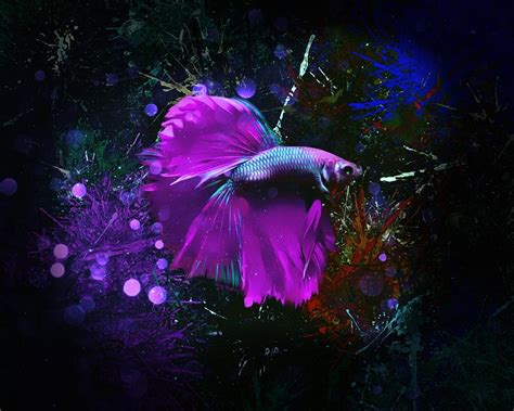 A Magenta Betta Fish Portrait Digital Art By Scott Wallace Digital