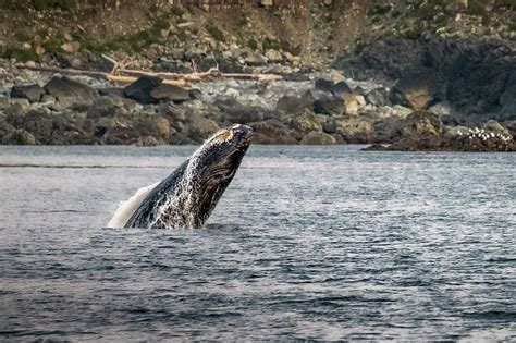 Destination Alaska: Custom Wildlife Cruise | Homer,… | ALASKA.ORG