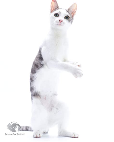 Pet Adoption - Annandale Animal Hospital