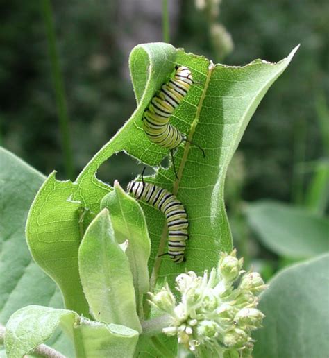 Raising Monarch Caterpillars An Easy Step By Step Guide