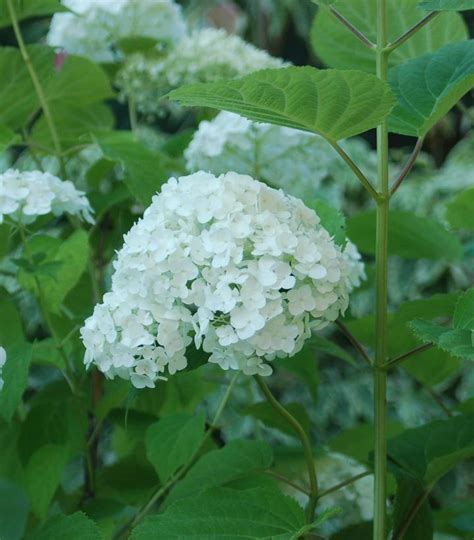 Hydrangea Arborescens Incrediball® Incrediball® Hydrangea From Dietrich Gardens