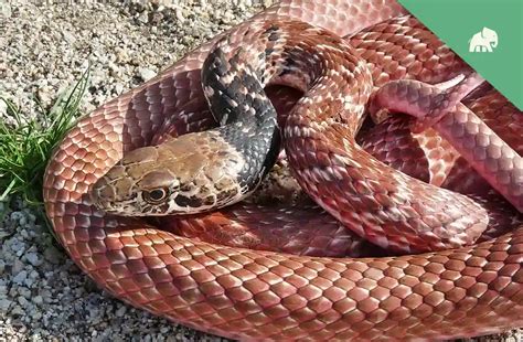 Red Racer Snake Habitat Diet And Life Cycle And More