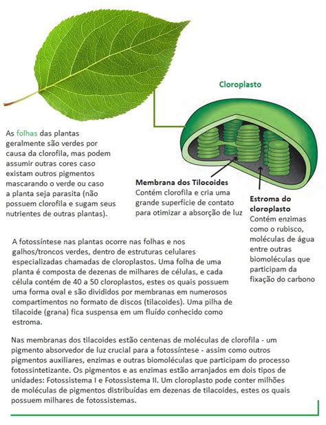 Clorofila Planta - Clorofila: O Que É E Qual A Função Do Pigmento Para As Plantas – FDXE