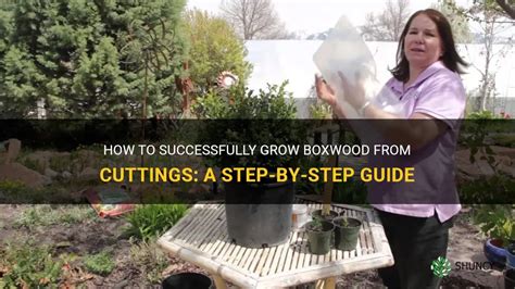 How To Successfully Grow Boxwood From Cuttings A Step By Step Guide