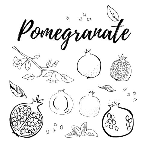 Premium Vector Hand Drawn Pomegranate Fruit Berry Set Vector