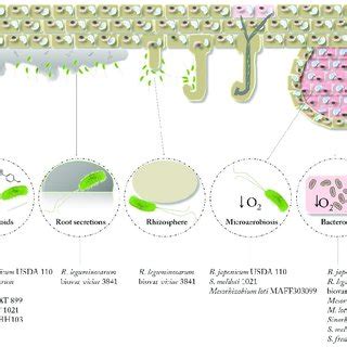 Transcriptomic Response In The Presence Of Genistein In B Japonicum