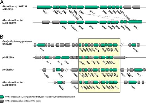 Physical Maps Of The Gene Clusters Of The Single Type Ii Secretion