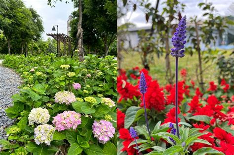 北大草花公園千株繡球花繽紛綻放！還有一串紅、粉萼鼠尾草同場爭艷 上報 生活