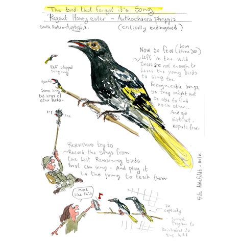 dj regent honey eater research sketch frits ahlefeldt walking