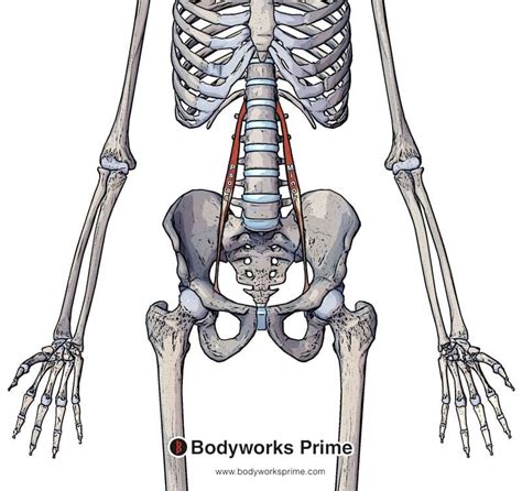 Psoas Minor Muscle Anatomy - Bodyworks Prime