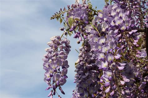 Flower Flowers Light Purple Lilac Nature Orgona Plant Purple