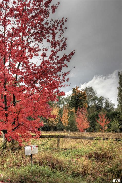 Banco De Imagens Panorama árvore Natureza Ao Ar Livre Flor