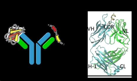 Schematic Representation Of An Antibody With Fab Region And Fc Region Download Scientific