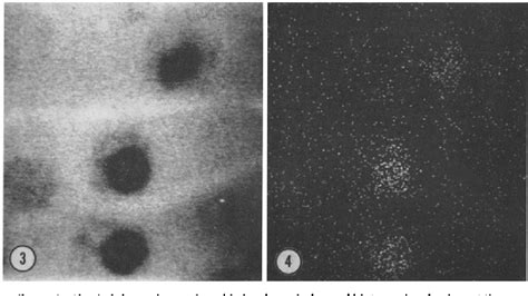 Figure 3 From THE DISTRIBUTION OF THE WATER SOLUBLE INORGANIC