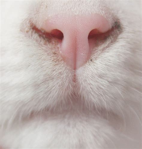 Cat Cat Nose Cute White Cat Image 498953 On