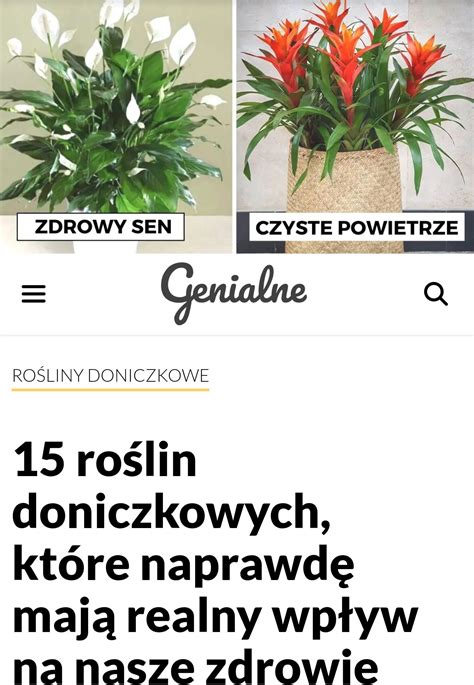 Jak Przesadza Kwiaty Domowe Kwiaty Polska