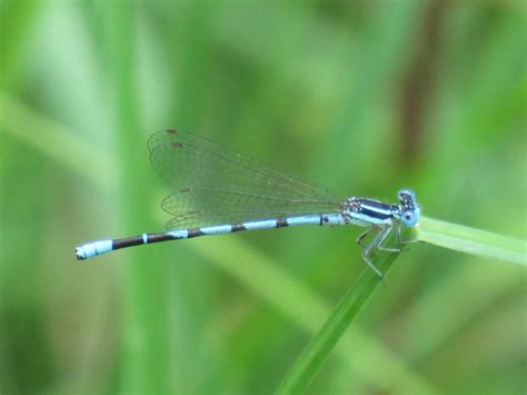 Seepage Dancer From Cedar Bog Champaign County Oh Usa On June