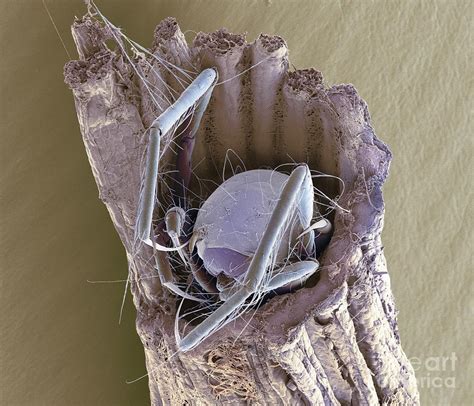 Caddisfly Larva Sem Photograph By Steve Gschmeissner Pixels