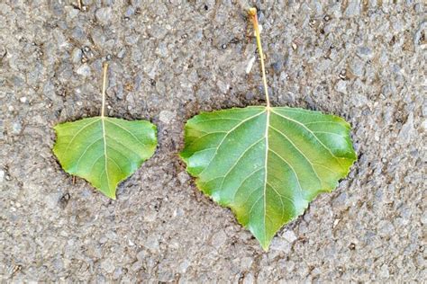 Poplar, Cottonwood, Aspen (Populus) - a quick guide w/ photos.