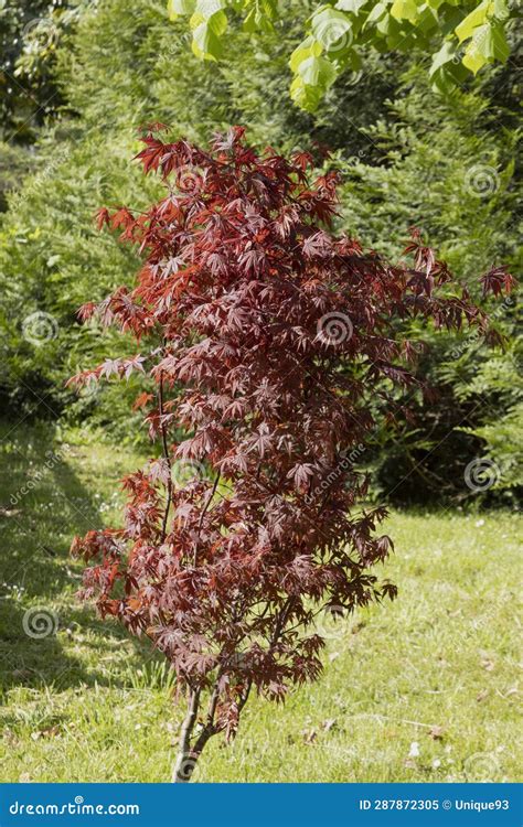 Japanese Maple Acer Palmatum Dissectum With Red Foliage Stock Image Image Of Season Maple