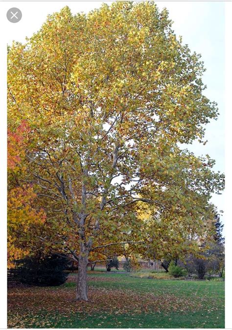 Early fall color of Sycamore tree. Be ready to take the leaves of this ...