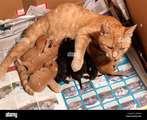 Litter Of Kittens High Resolution Stock Photography And Images Alamy