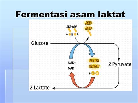 Gambar Skema Fermentasi Alkohol Terkini And Terlengkap Skema Wiring