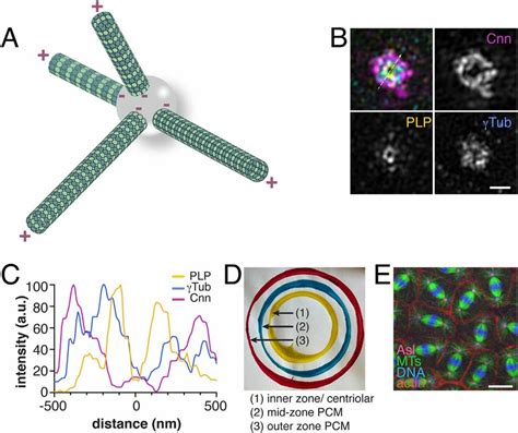 The centrosome as a microtubule-organizing center. (A) Cartoon depicts ...