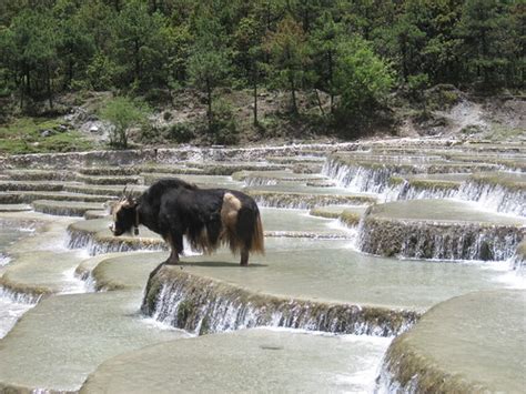 Jade Dragon Snow Mountain Lone Yak Jeff Erin Flickr