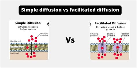 Difference Between Simple Diffusion and Facilitated Diffusion - Simple ...