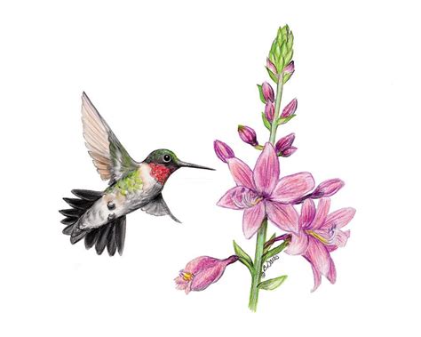 Hummingbird Flower Drawing