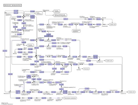 Kegg Pathway Benzoate Degradation