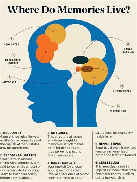 Pin on BRAIN/NEUROSCIENCE