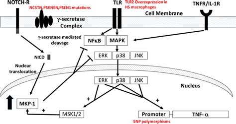 Implications Of γ Secretase Complex Tnf α Promoter Mutations And Tlr2