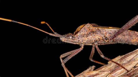 Leaf Footed Stink Bug Nymphs On Tomato Plant Leaf Stock Image Image