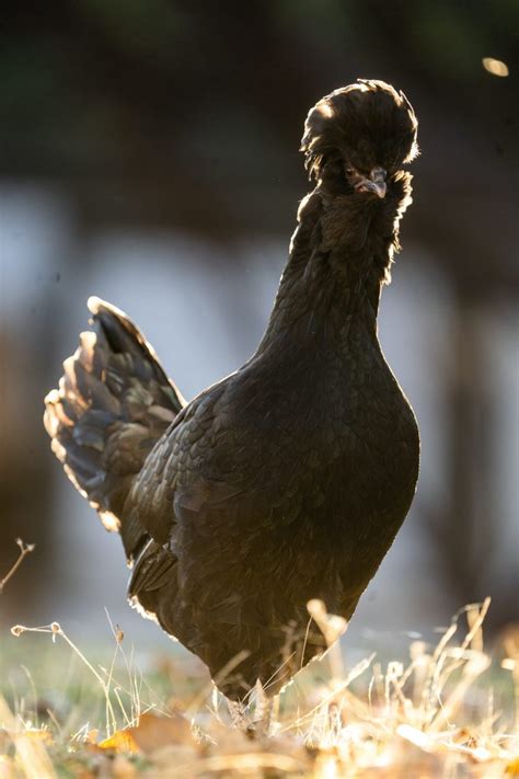 Backyard Chickens - Soul Healing Adventures