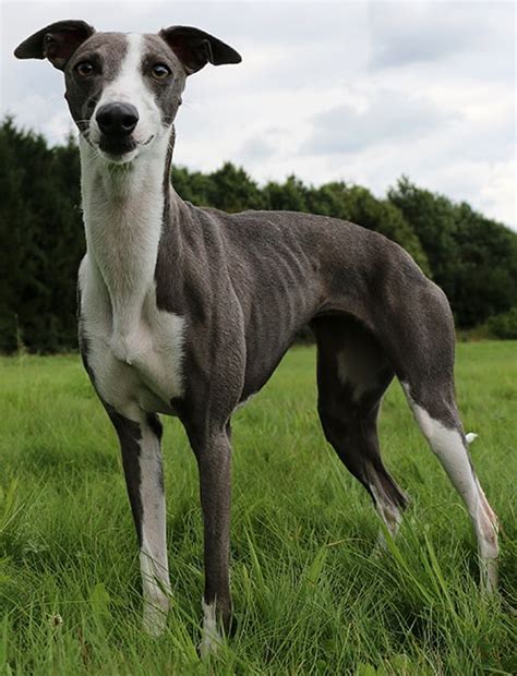 Whippet Dog Breed | Trending Breeds