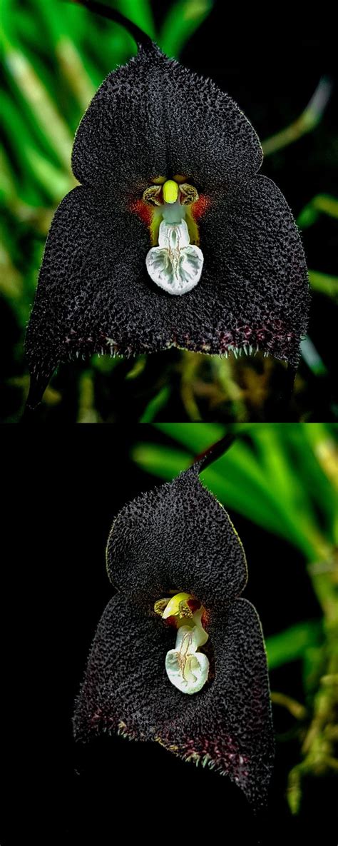 Dracula Anthracina or Dracula Orchid (photos by Frupus) | Orchid photo ...