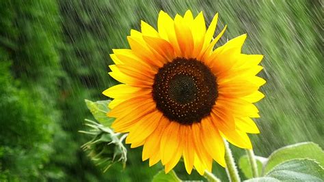 Sunflower In Rain Stock Footage Video 100 Royalty Free 13348883