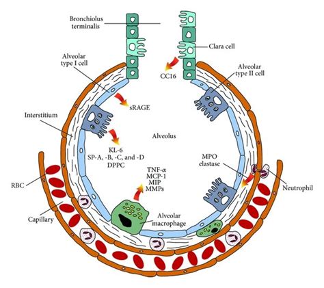 Alveolar Cell Types