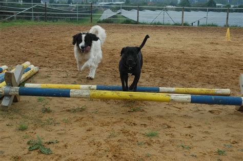 Frida Und Herr Rossi Tiere Hunde Fotos