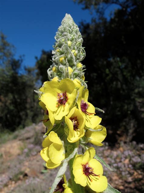 Sentir con Flores de Bach Pilar Vidal Clavería Mayo en el Montseny