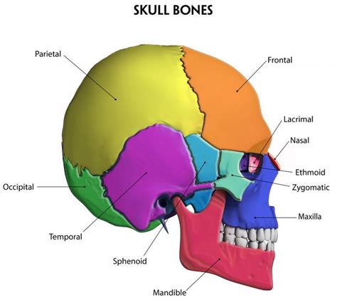 The Skull Bones Are Labeled In Different Colors